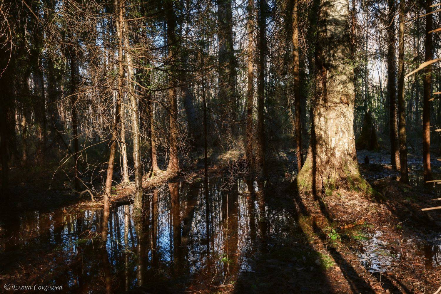 весна, лес, пейзаж, весенний пейзаж, вода, лужа, отражение, Соколова Елена