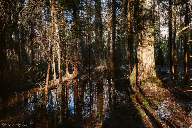 весна, лес, пейзаж, весенний пейзаж, вода, лужа, отражение Весенний лес фото превью