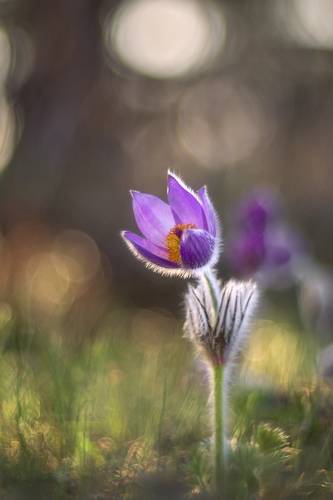 Фиолетовые сны