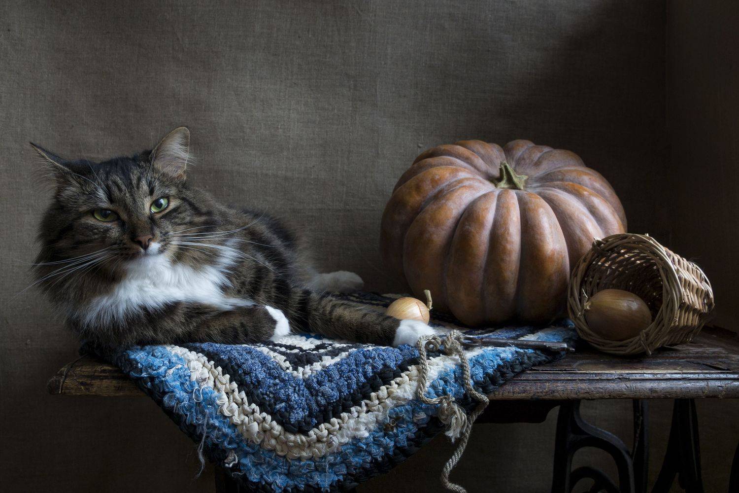 кот, тыква, Колеснева Елена