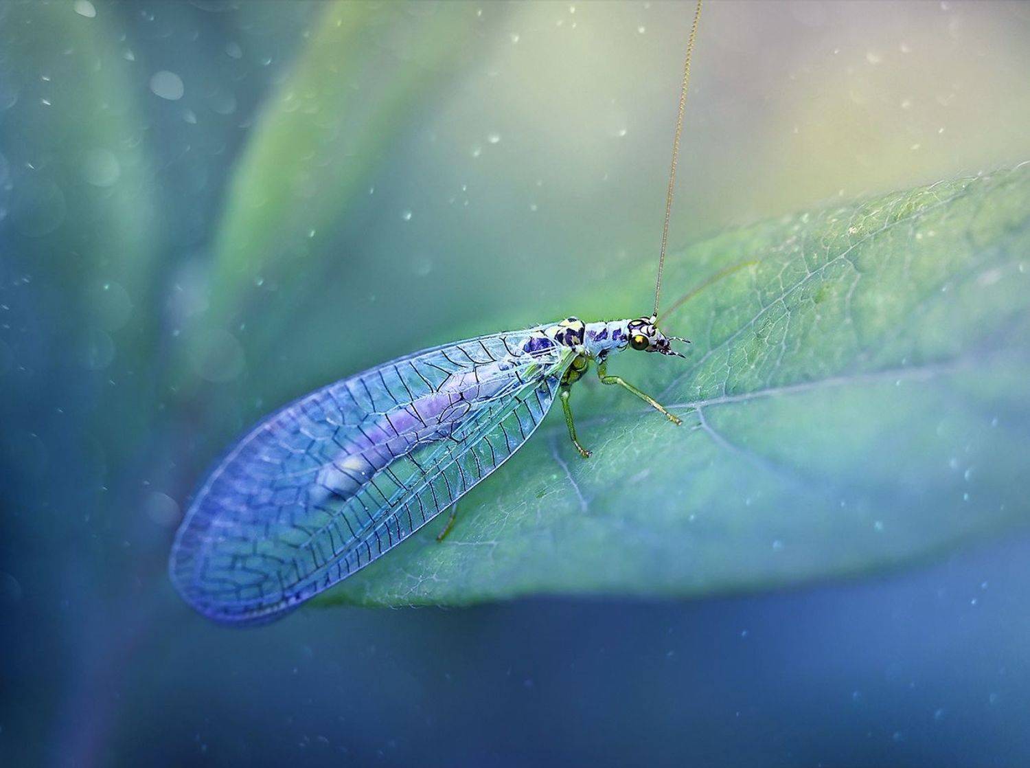 златоглазка, листочек, зеленый, макро, фея, Dana S.