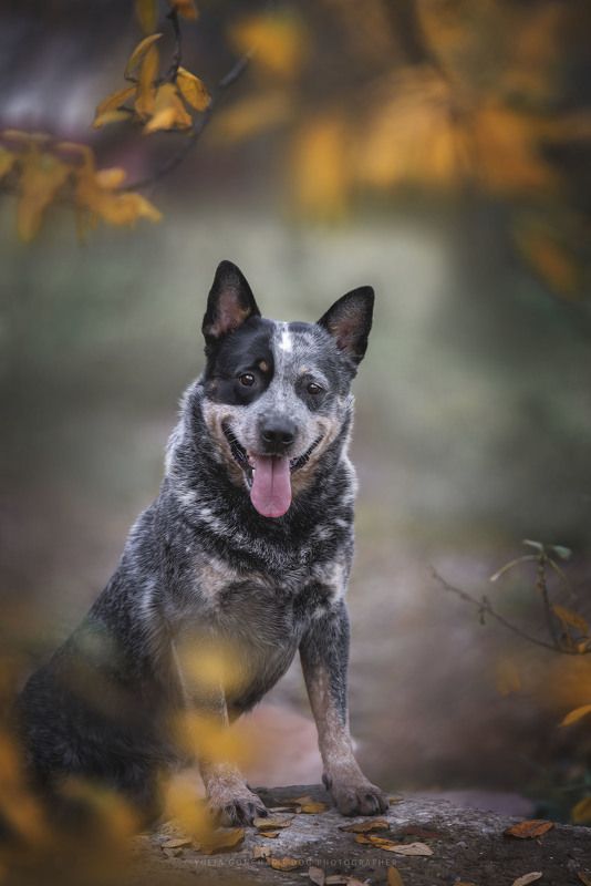 Австралийский хилер фото превью