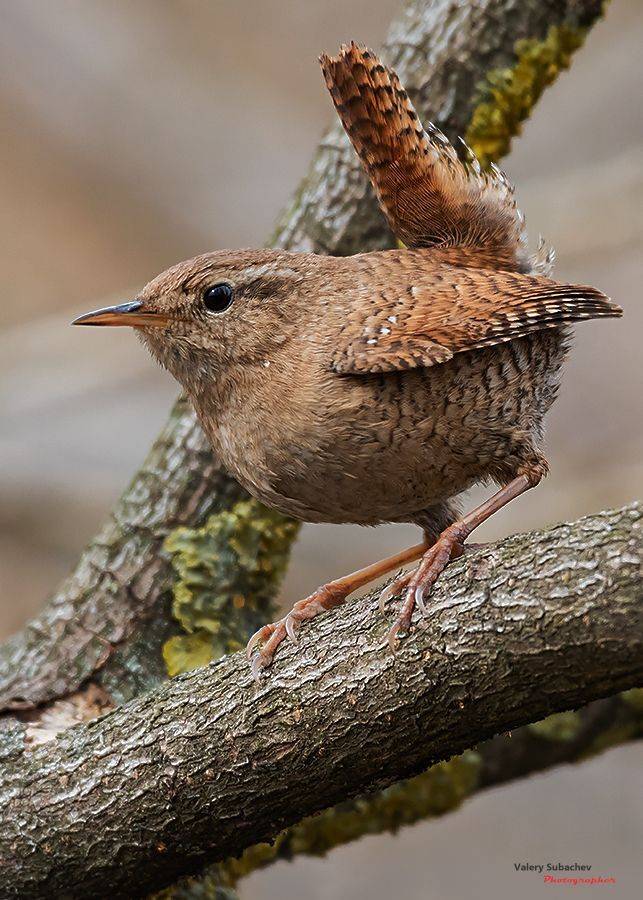 , Валерий Субачев