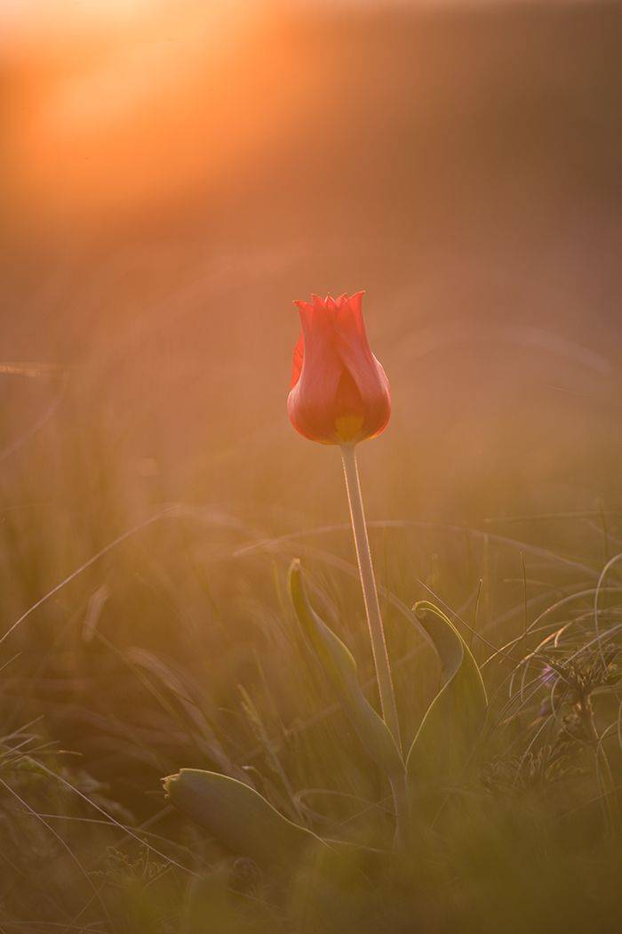 , Илья Михеев