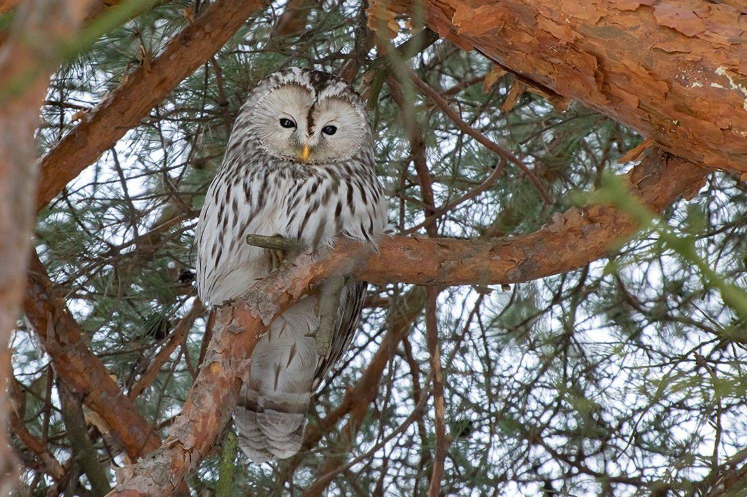 неясыть, зима, дерево, Наталия Сытина