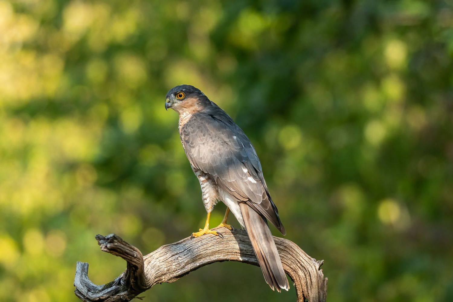 sparrowhawk; raptor; epervier; bird; bird of prey, Sib&eacute;