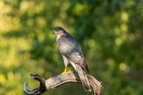 Eurasian Sparrowhawk