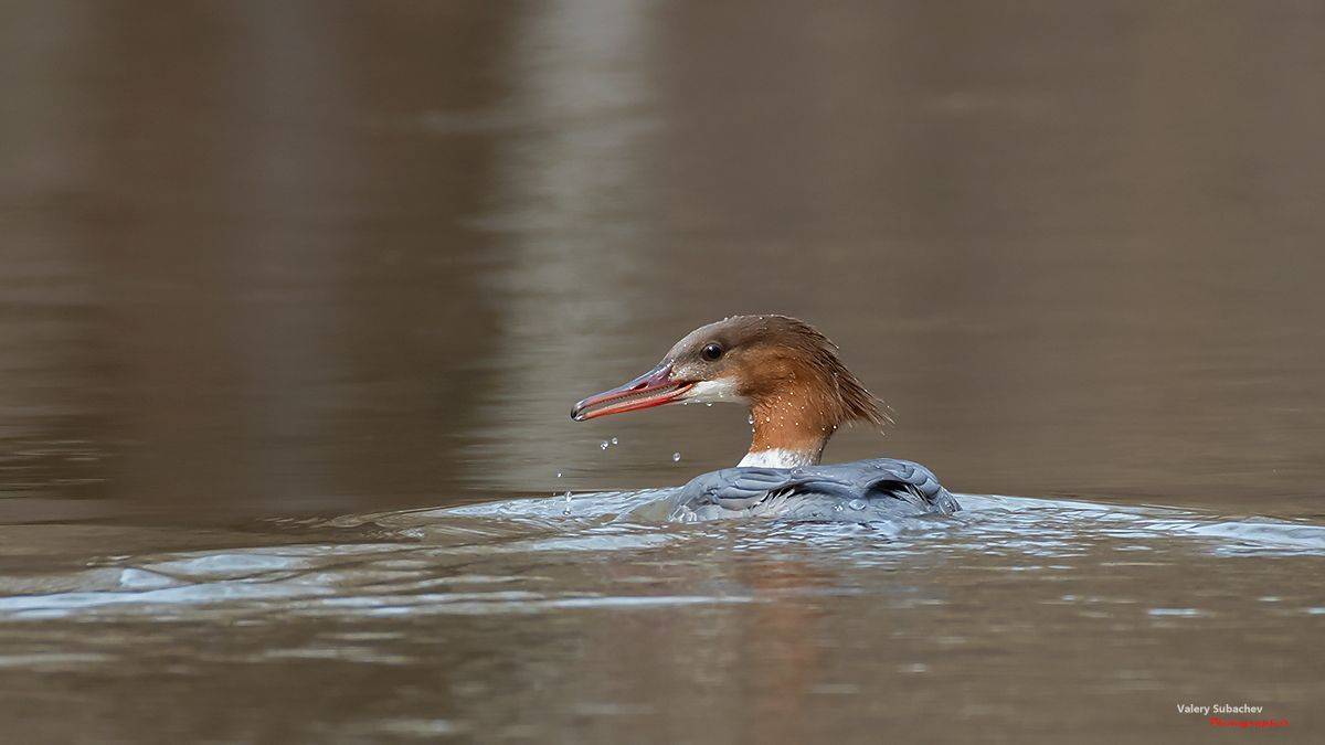 , Валерий Субачев