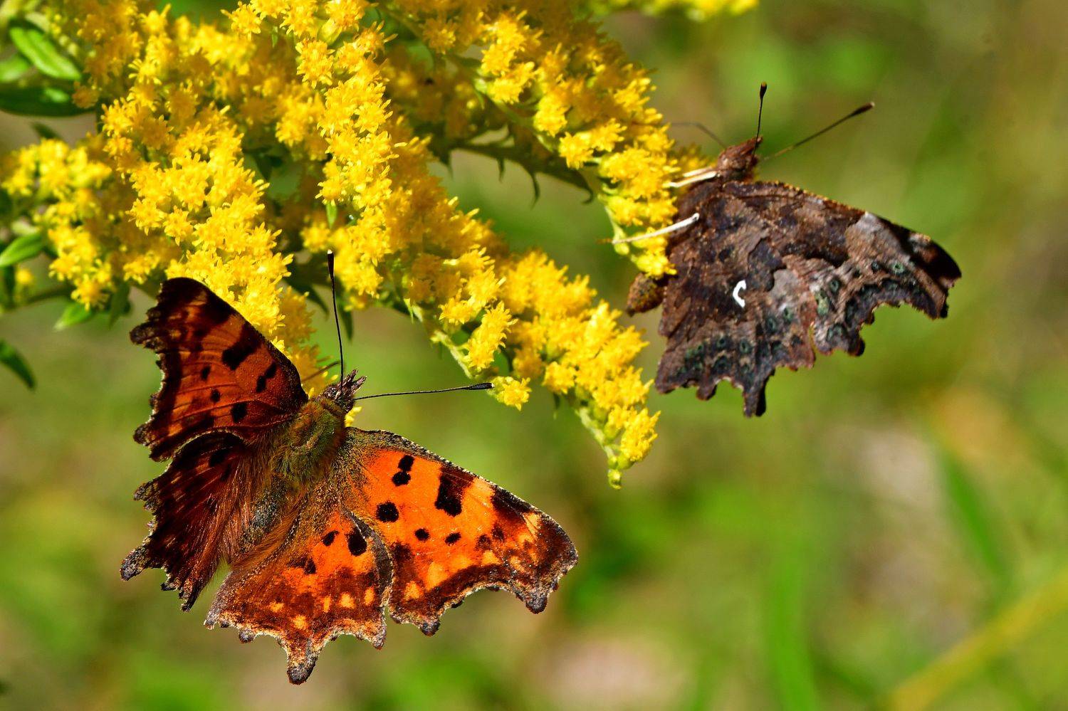 бабочка, Корнейчук Игорь