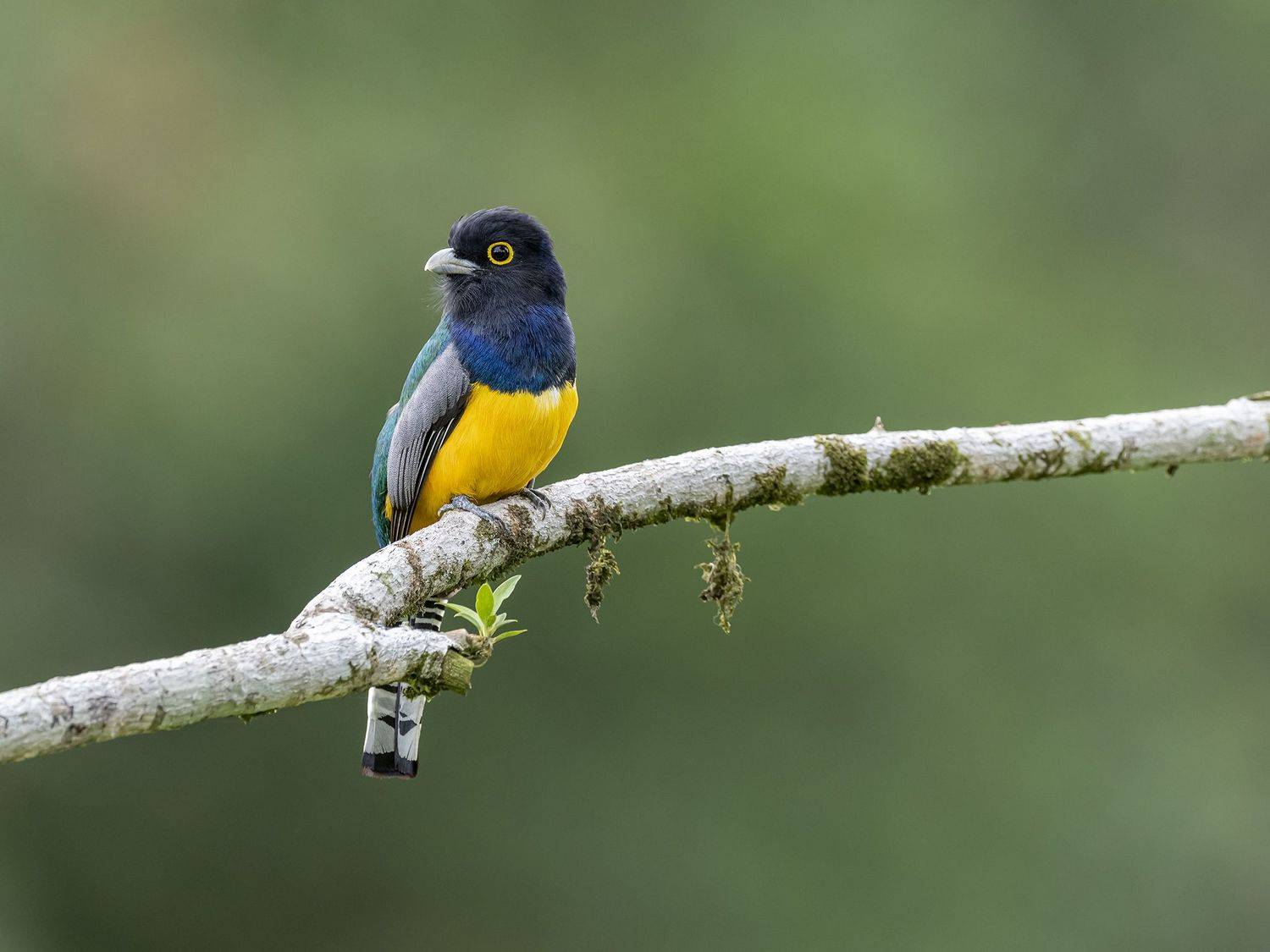 , Fernando Burgalin Sequeira