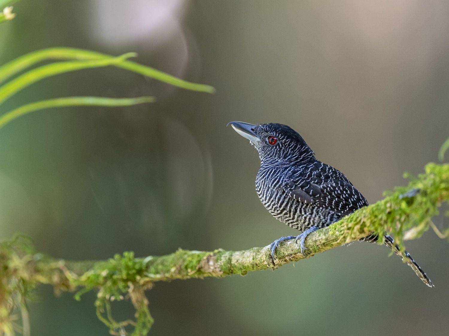 , Fernando Burgalin Sequeira