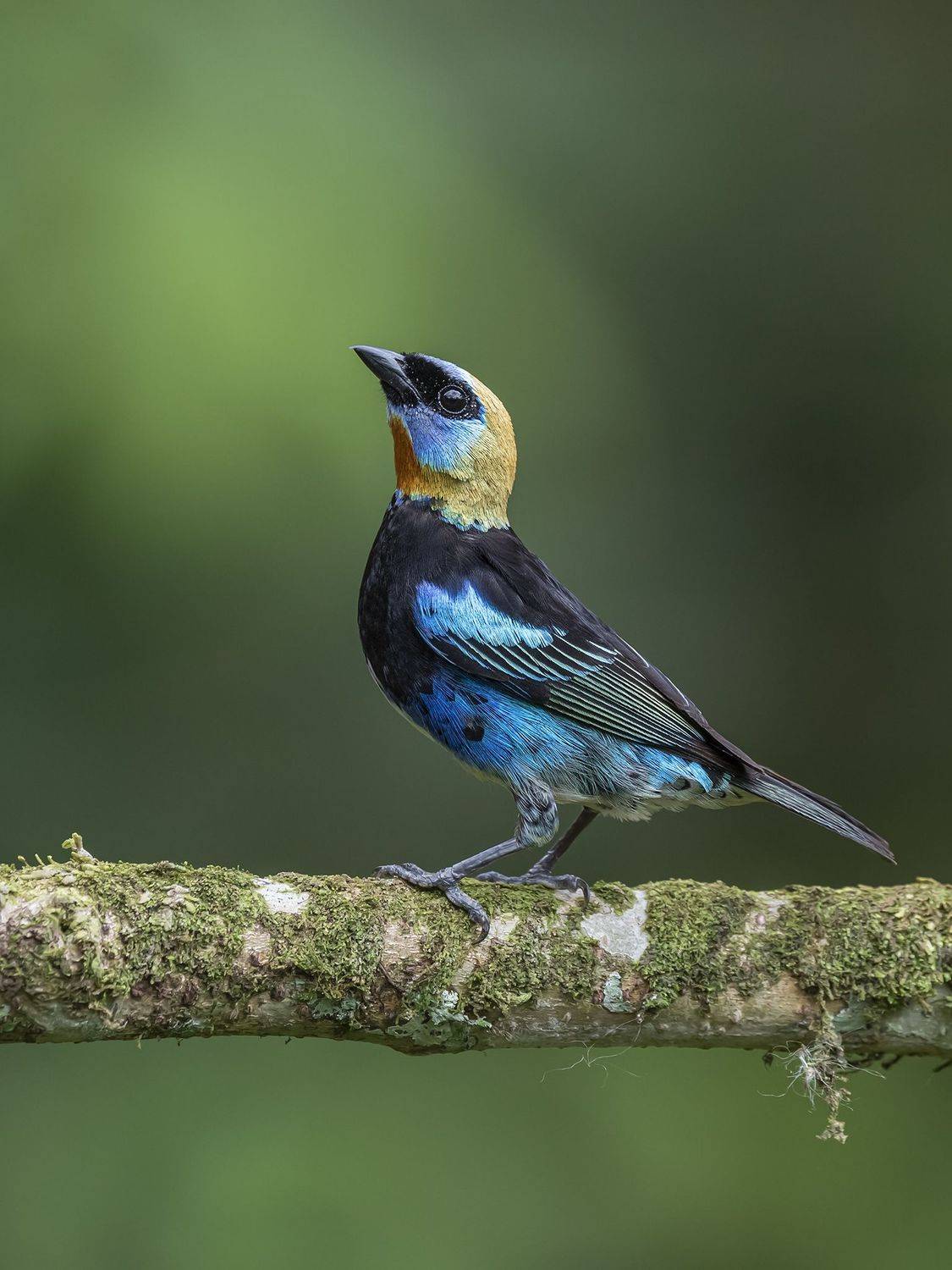 , Fernando Burgalin Sequeira