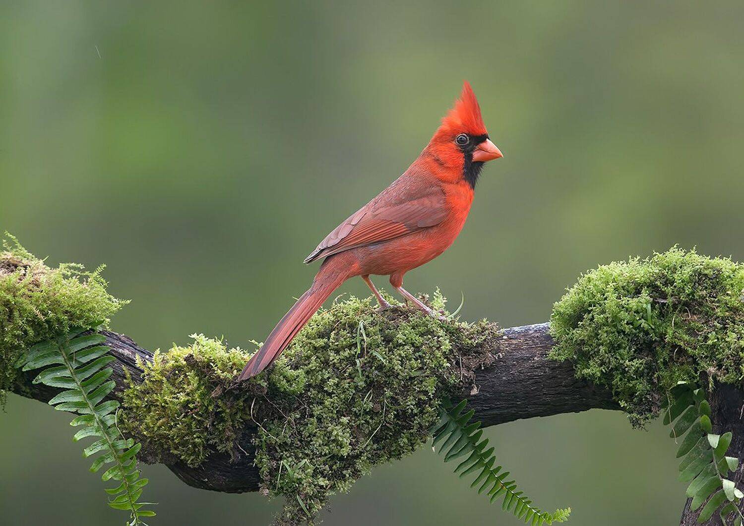 красный кардинал, northern cardinal, cardinal,кардинал, Etkind Elizabeth