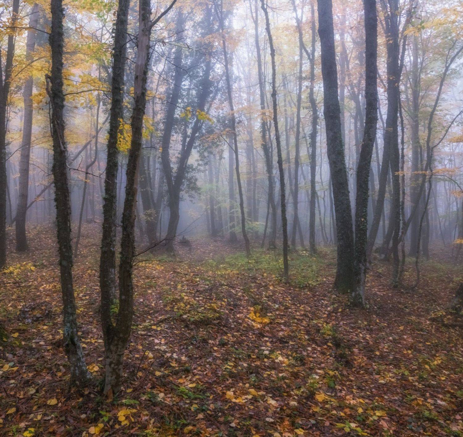 крым, ай-петри, осень, лес, Мысливцев Николай