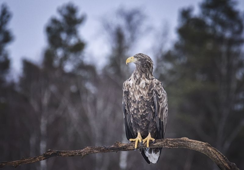Орлан-белохвост. фото превью