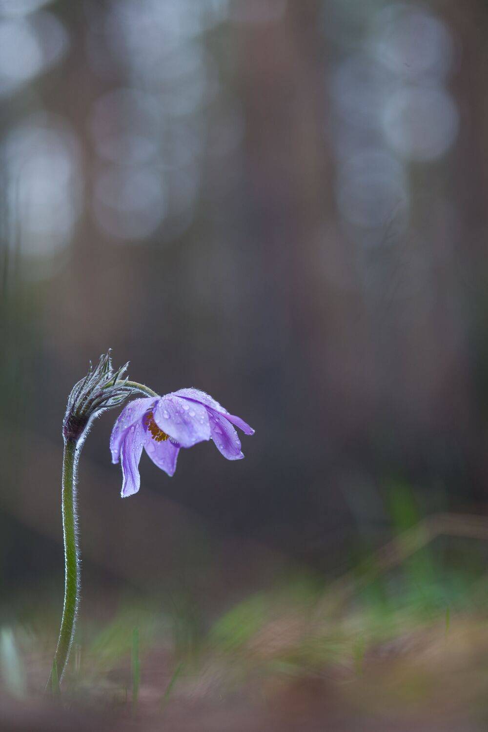 , Викулов Николай