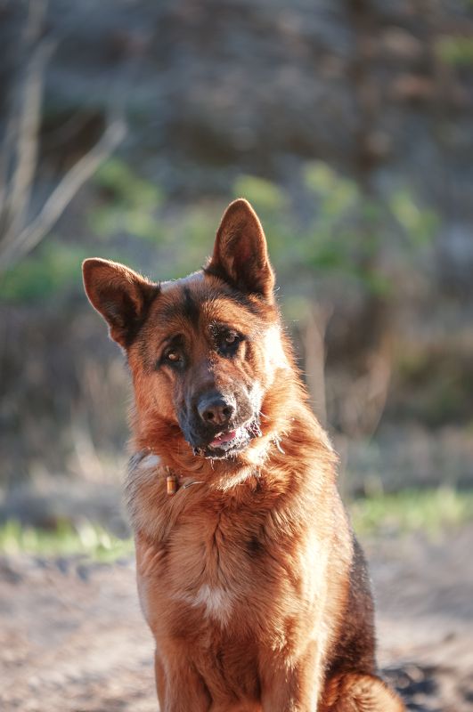 Рич фото превью