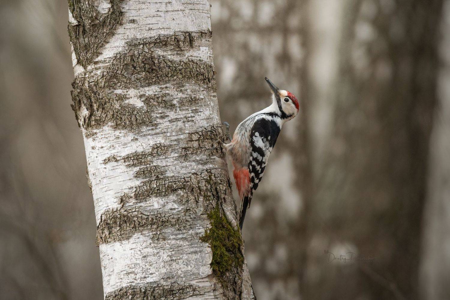 природа, лес, поля, огороды, животные, птицы, макро, Посевич Дмитрий