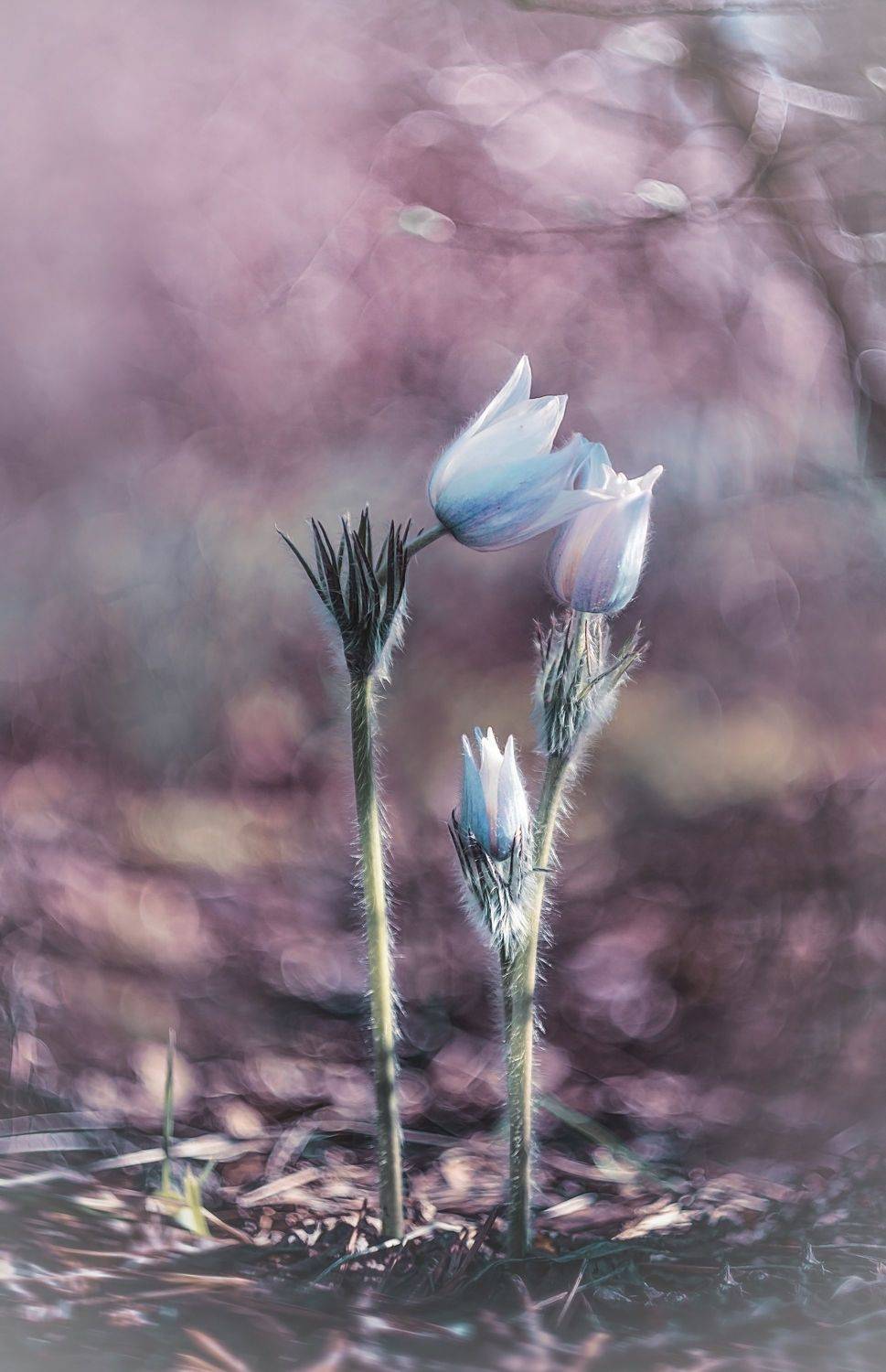 , Лапшина Владлена