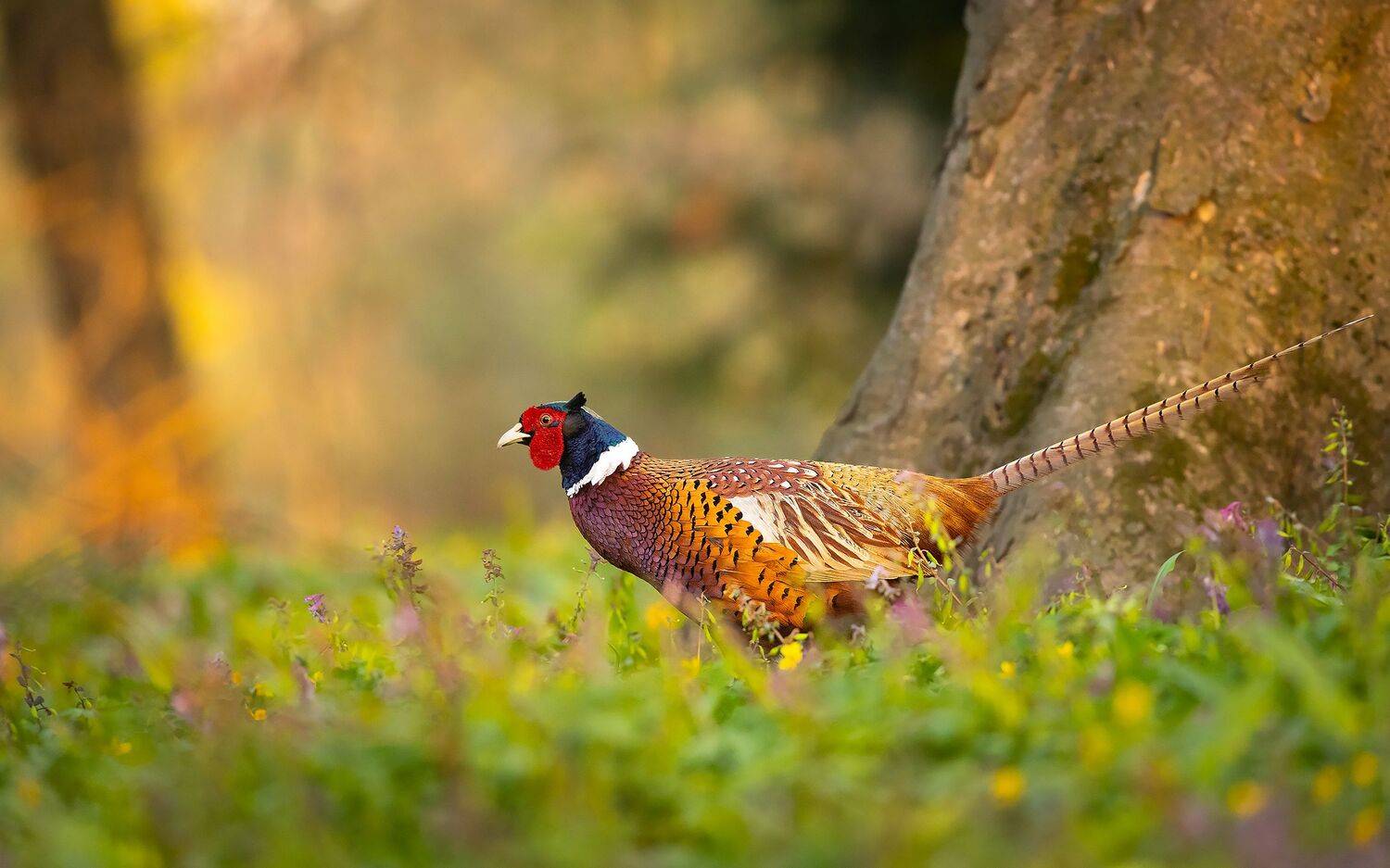 , Robert Adamec