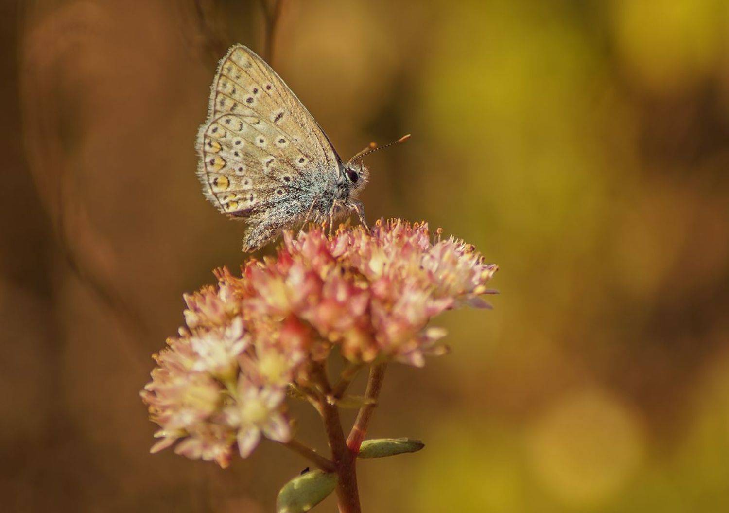 , Чепленко Алексей