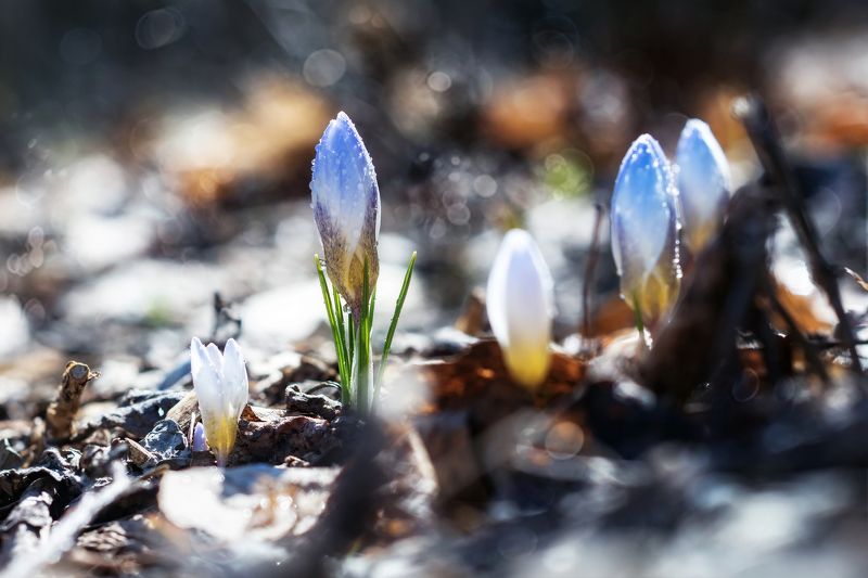 крокусы, весна, цветы, первоцвет, подснежник Крокусы фото превью
