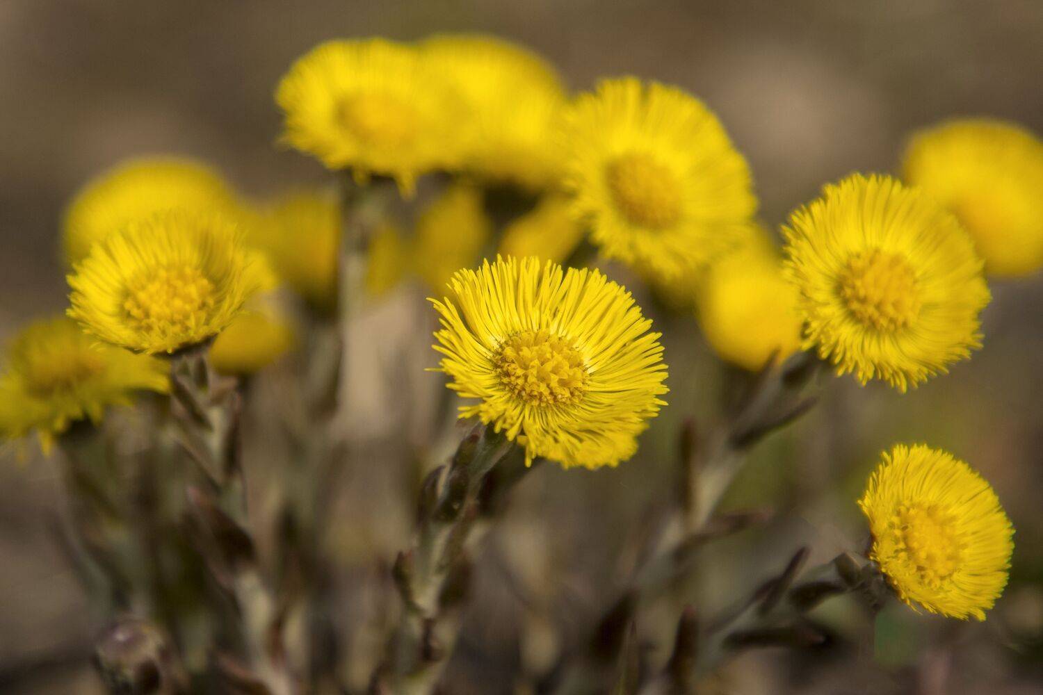 Весна, Гусева Елена