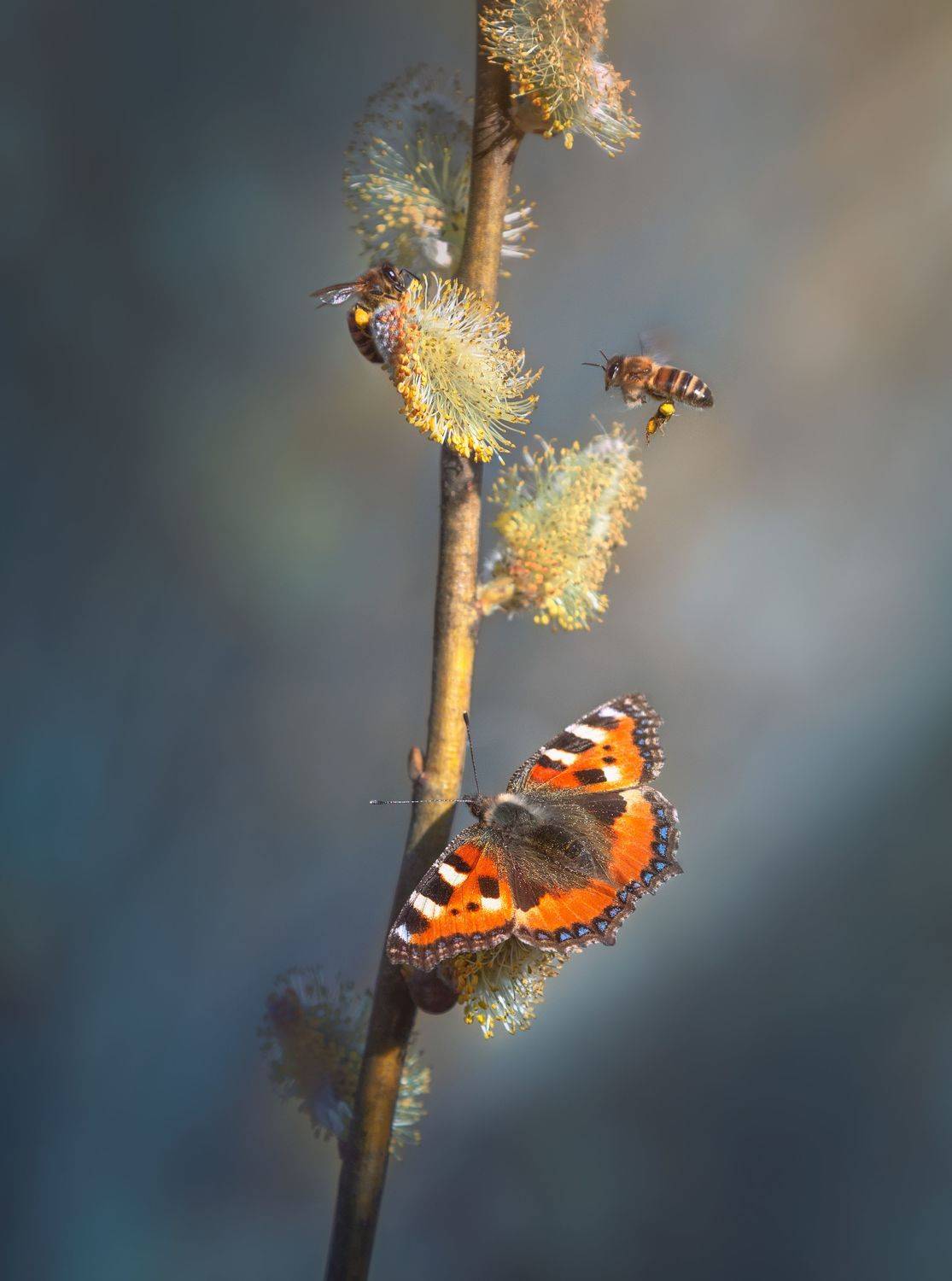 макро весна, Роман Филиповец