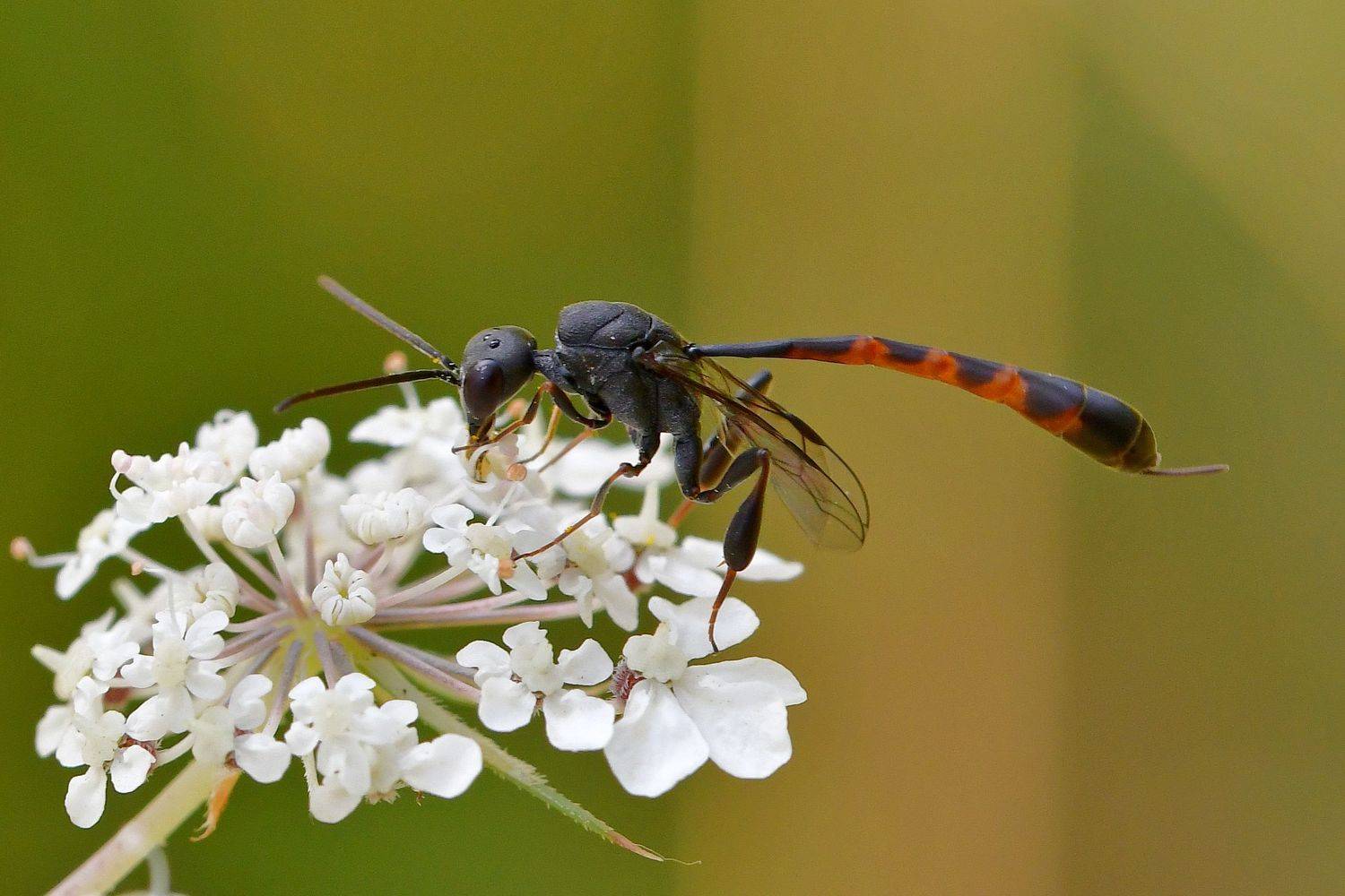 насекомое, Корнейчук Игорь
