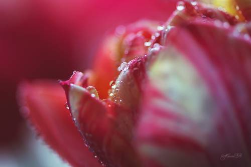 Капелька весны на ветке удержалась...Там и расцвела...