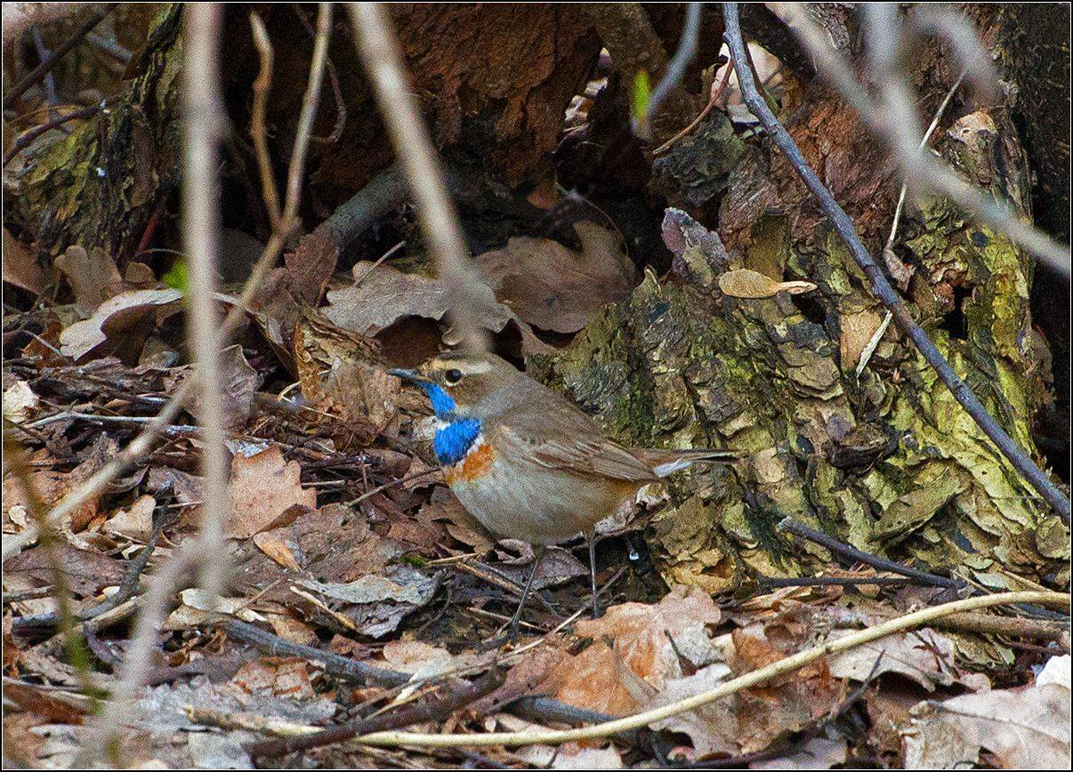 москва, парк, птица, АНАТОЛИЙ ДОВЫДЕНКО