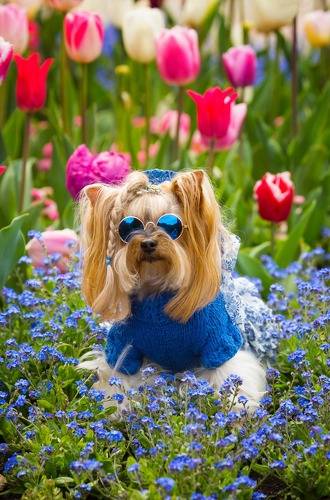 Выставка тюльпанов в Никитском саду