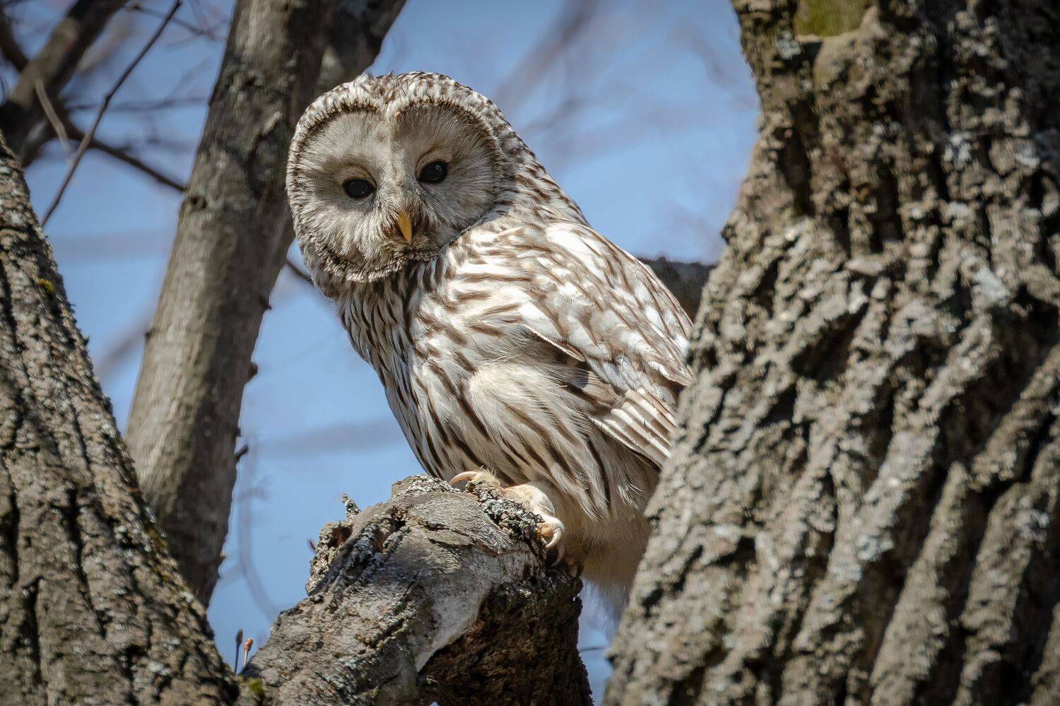 неясыть, сова, птицы, пернатые, Глебов Сергей
