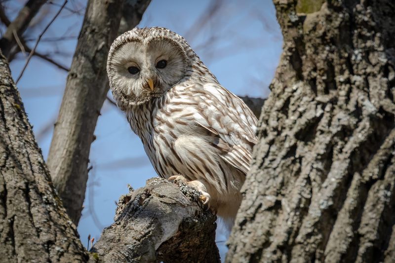 Неясыть фото превью