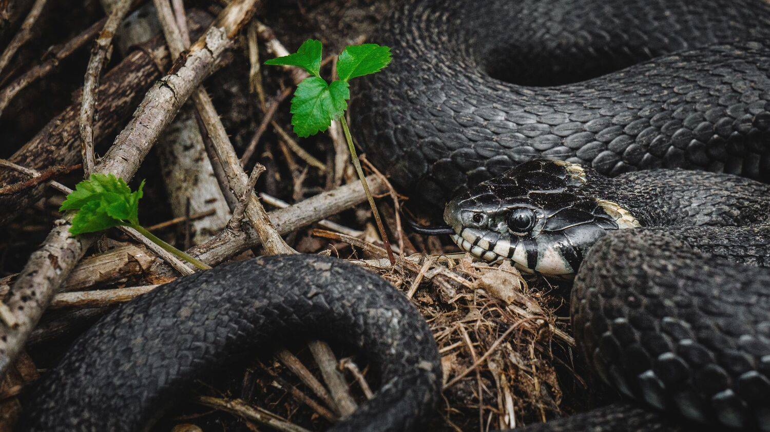 , Юрий Вертиков