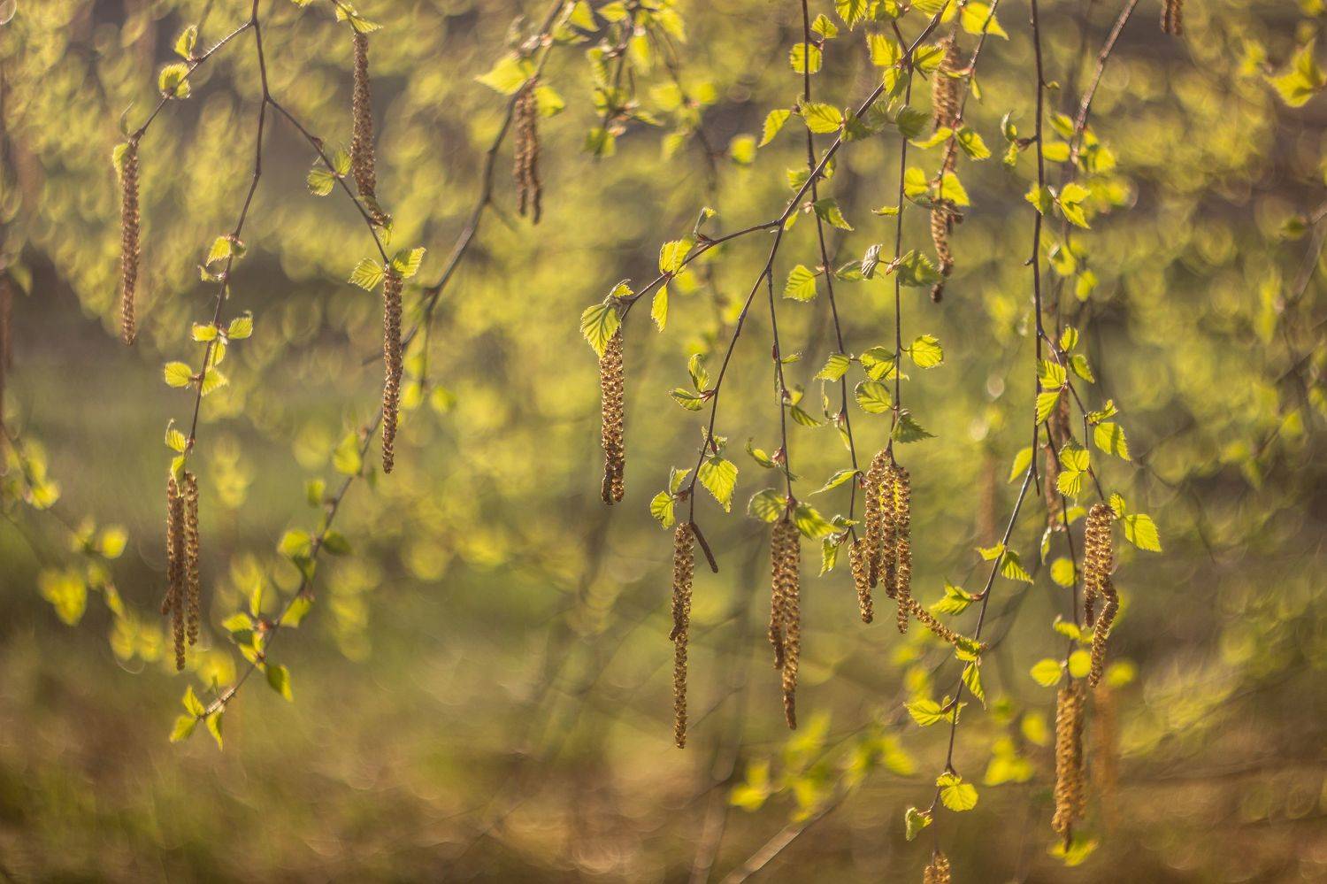 берёза, лес, весна, апрель, Востриков Руслан