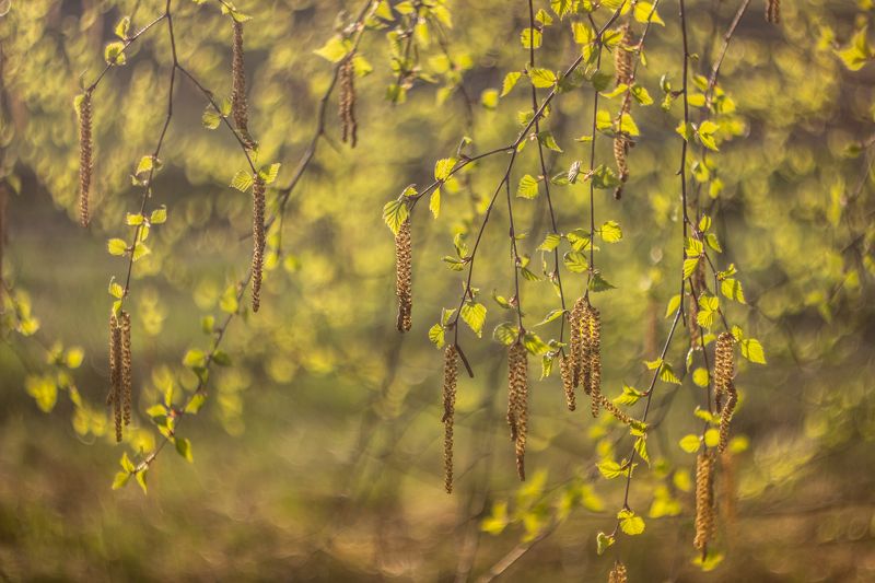 берёза, лес, весна, апрель  фото превью