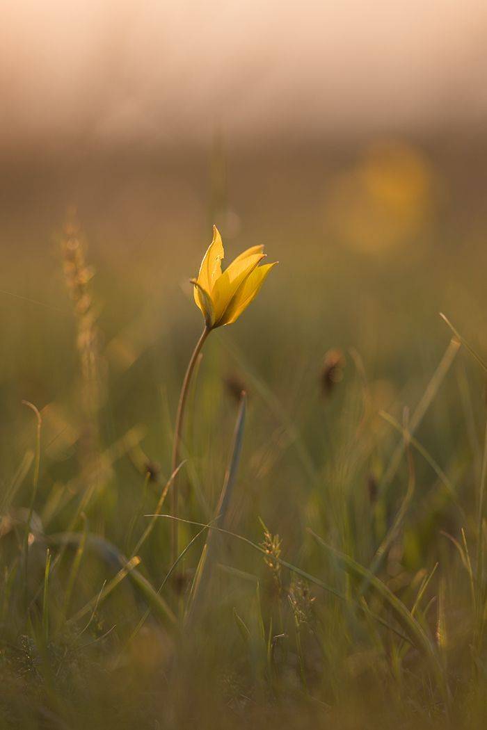 , Илья Михеев