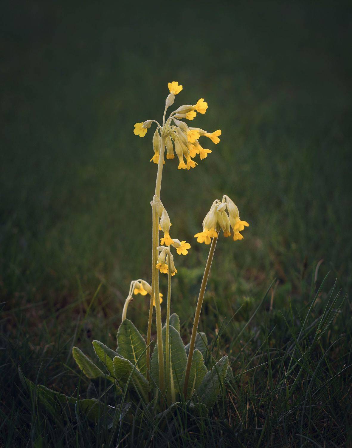 , Мозжухин Максим