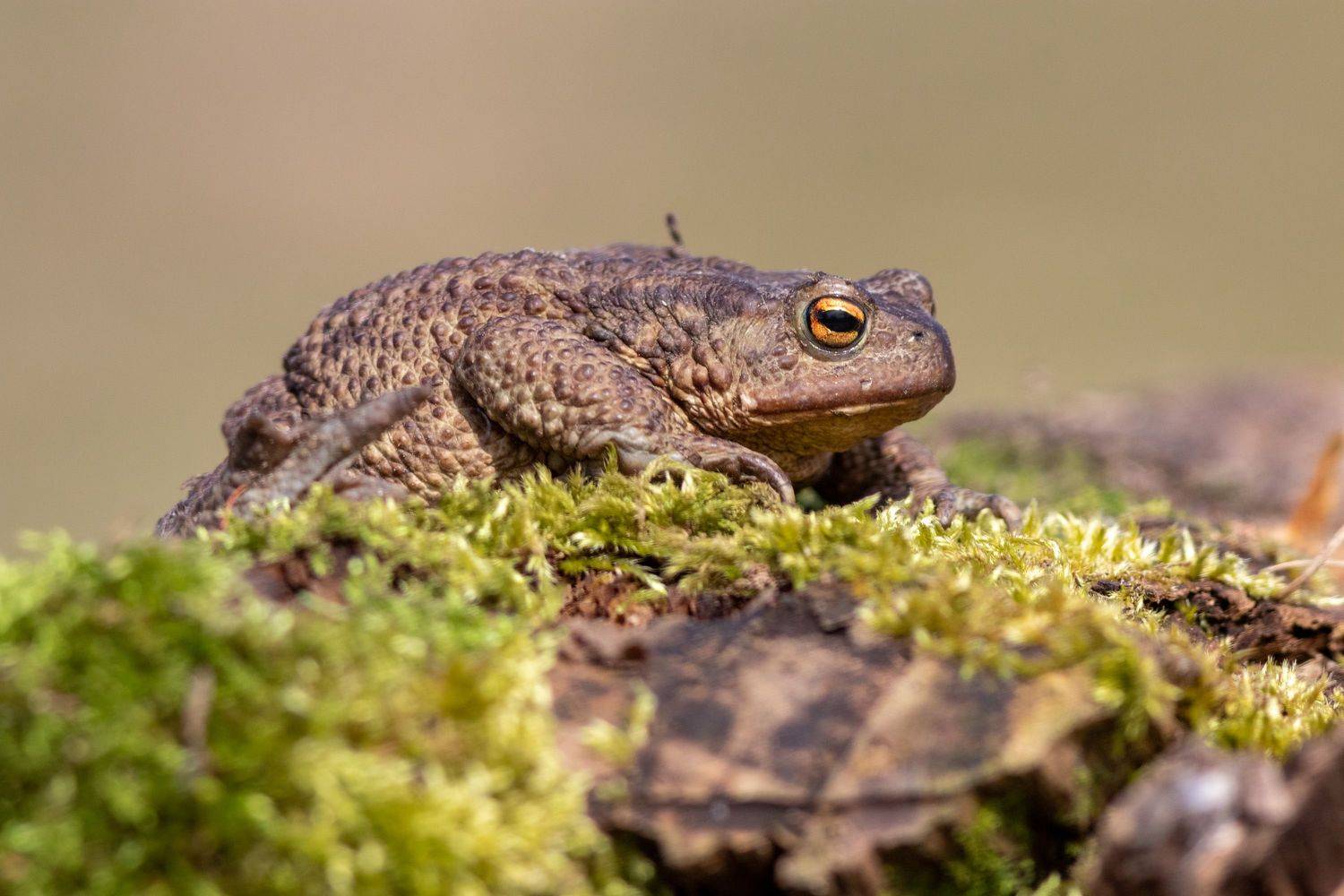 жаба, животные, московскаяобласть,, Павел Краснослободцев