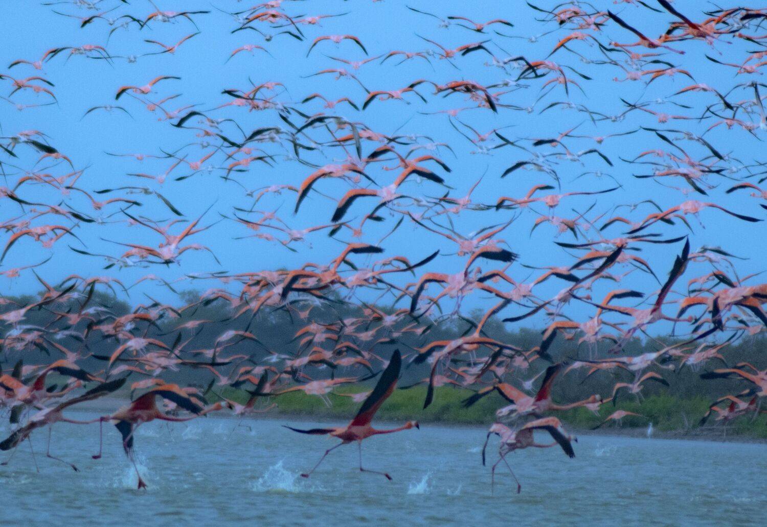 burds, nature, pink, water , colours, Yako Laverde