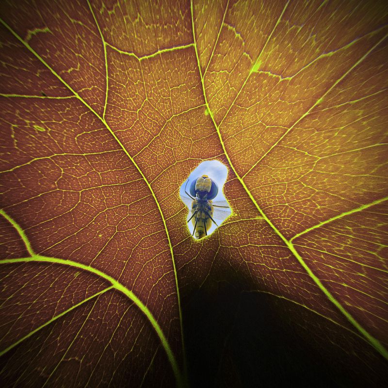 A Window of Life фото превью