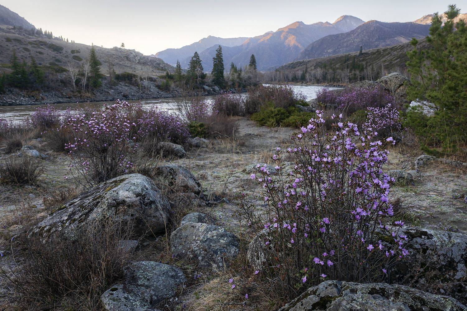 рассвет, на, катуни, Анатолич
