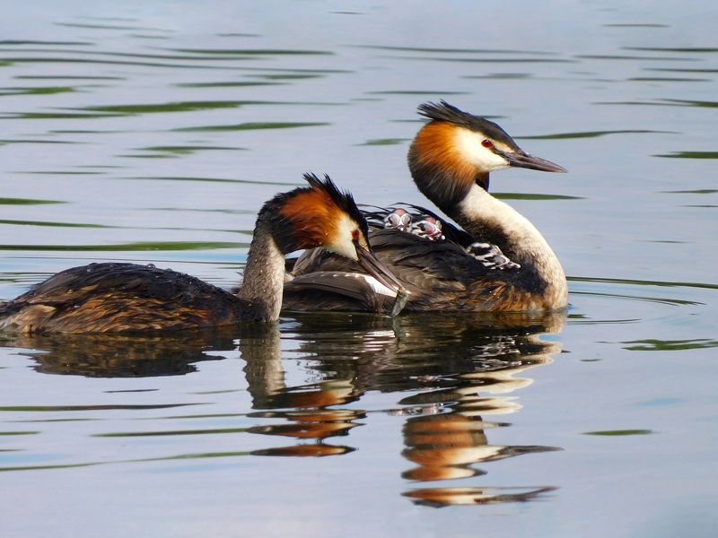 Чомги - семейный обед фото превью