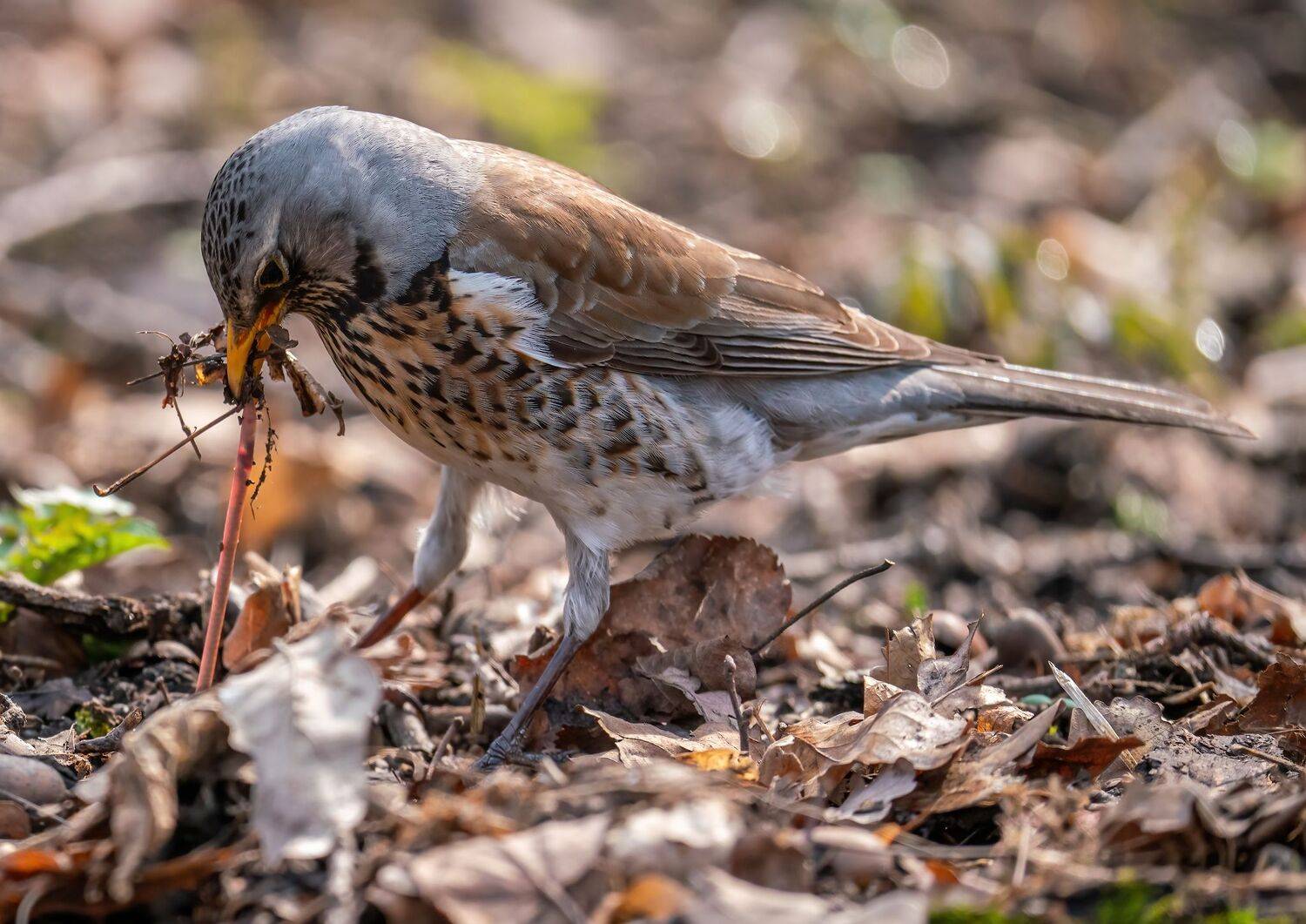 , Константин Дэм