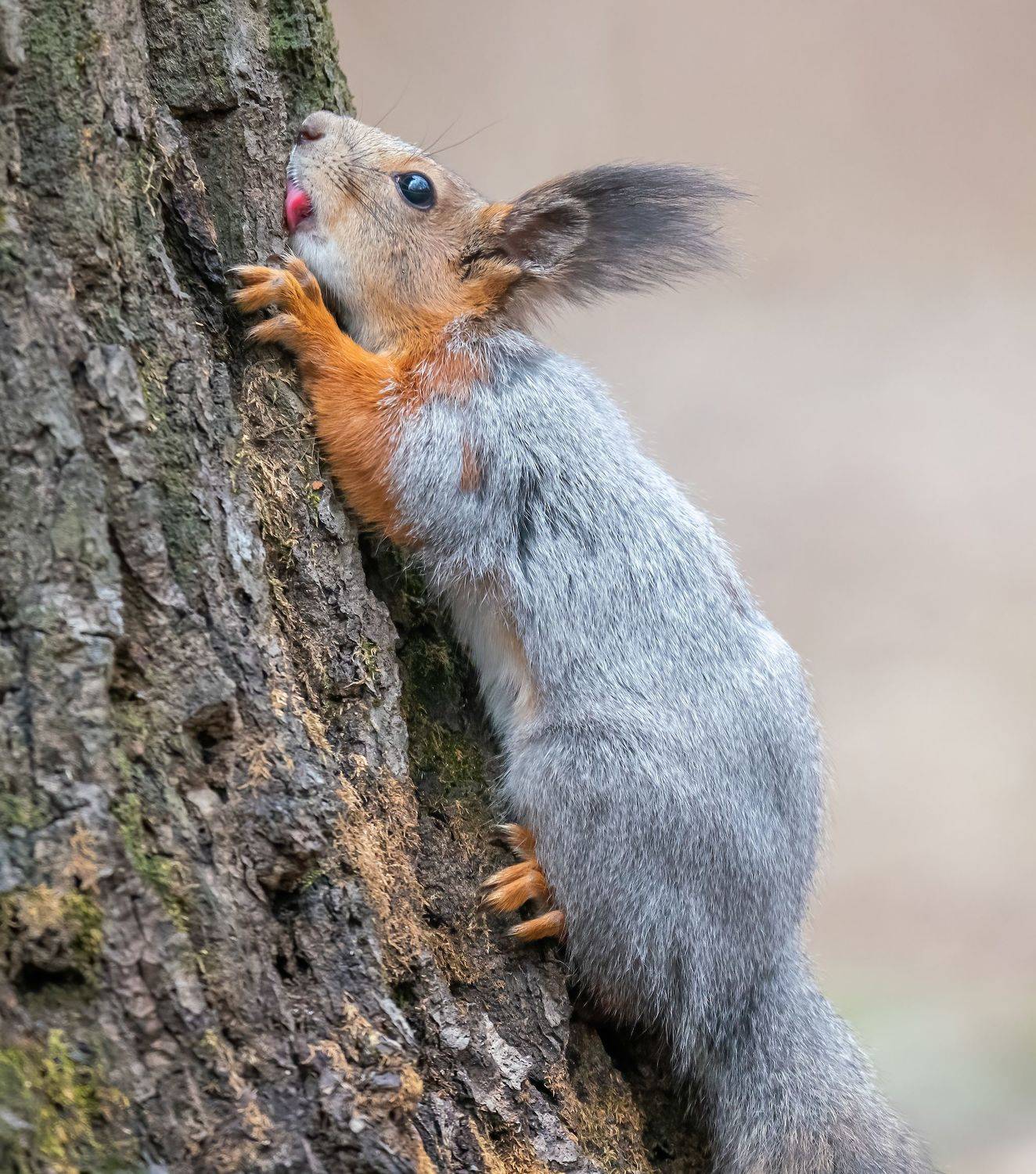 , Константин Дэм