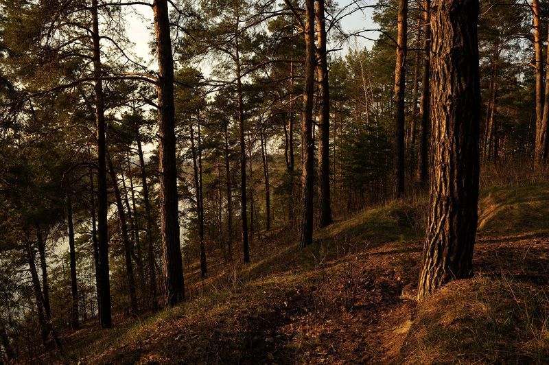 Сосновый бор над рекой Псёл... фото превью