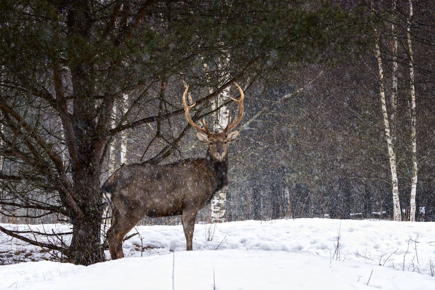 олень,фотоохота., Анатолий Салтыков