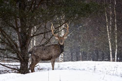 Благородный олень.