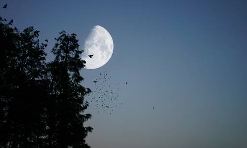 The bright moon stuns the birds